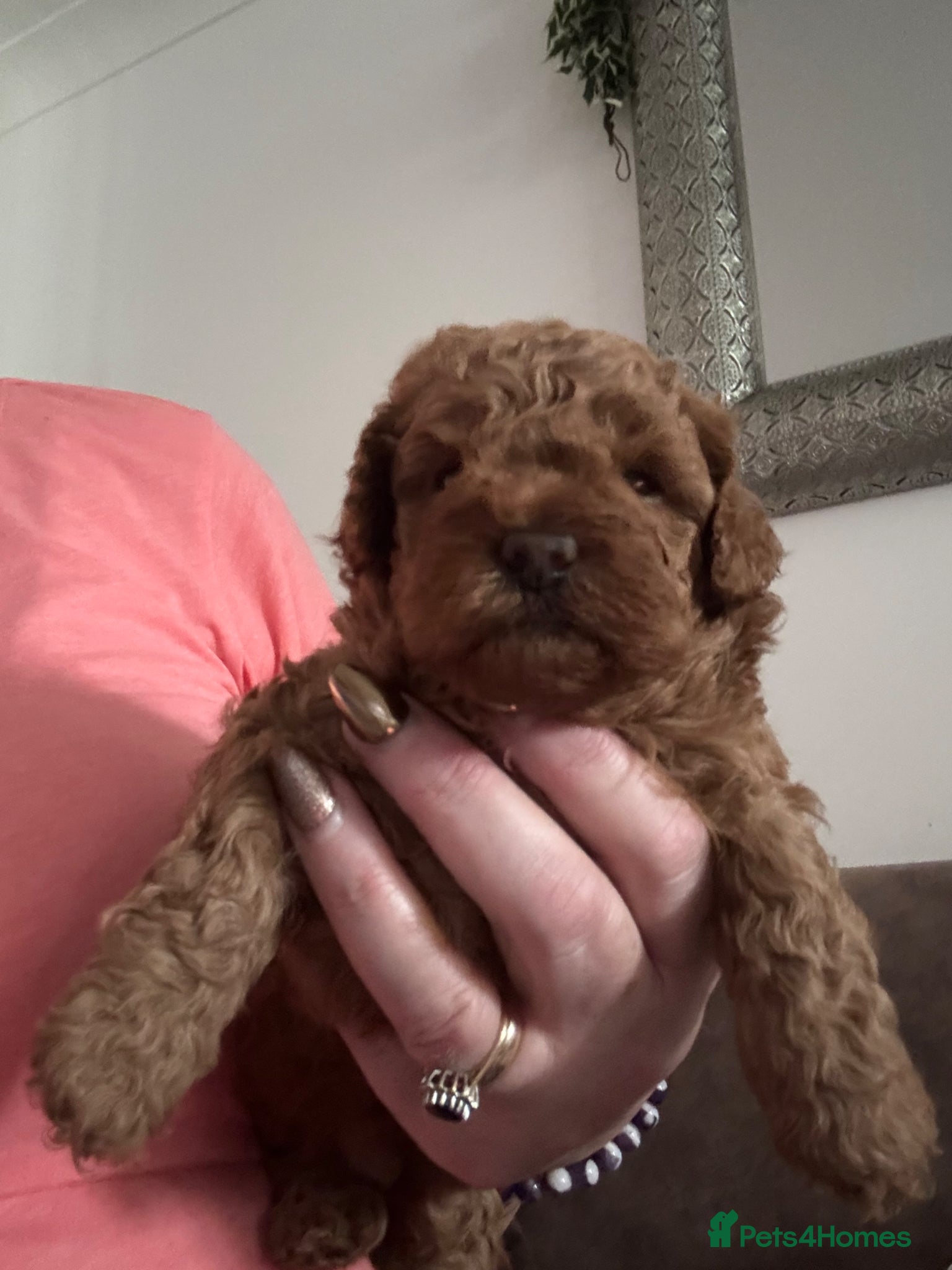 Poochon dogs Toy poochon pups chocolate and tan - Advert 8