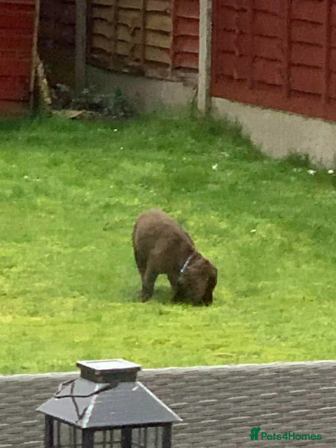 Cockapoo dogs for sale: (LAST BOY) Beautiful litter of 2 boys 2 girls - Advert 2