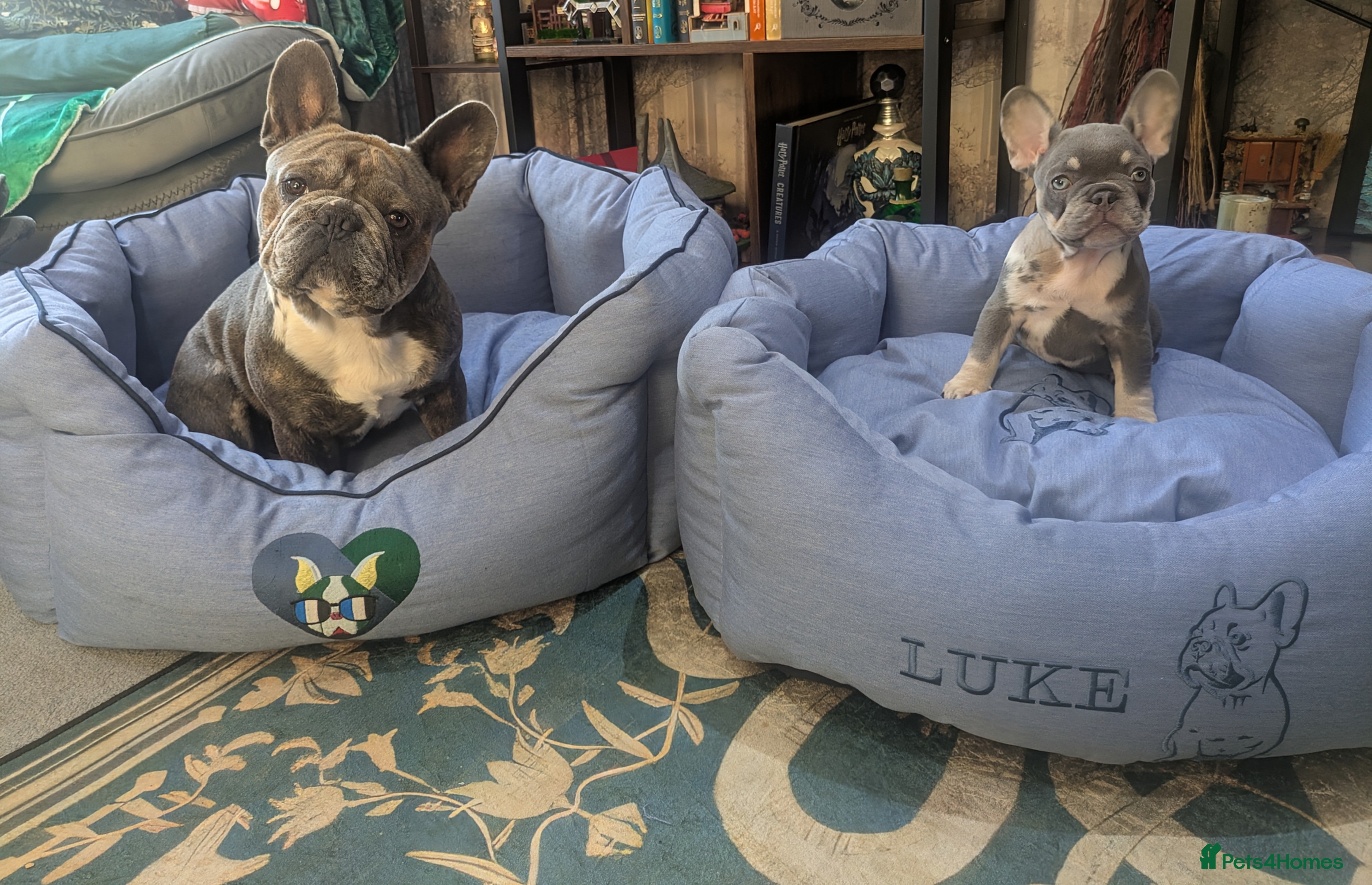 French Bulldog dogs French bulldog for stud proven - Advert 3