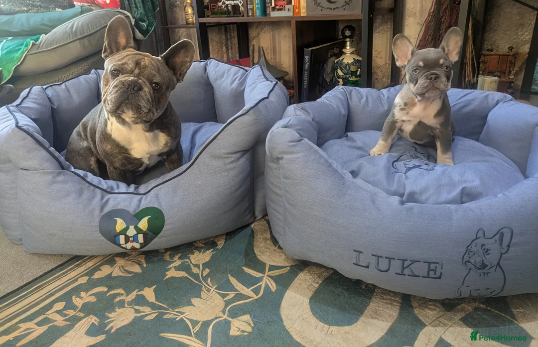 French Bulldog dogs for stud: French bulldogs for stud - Advert 1