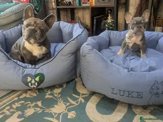 French Bulldog dogs French bulldog for stud proven - Advert 3