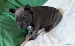 French Bulldog dogs for sale: Stunning French bulldog puppies 🐕 - Image 22