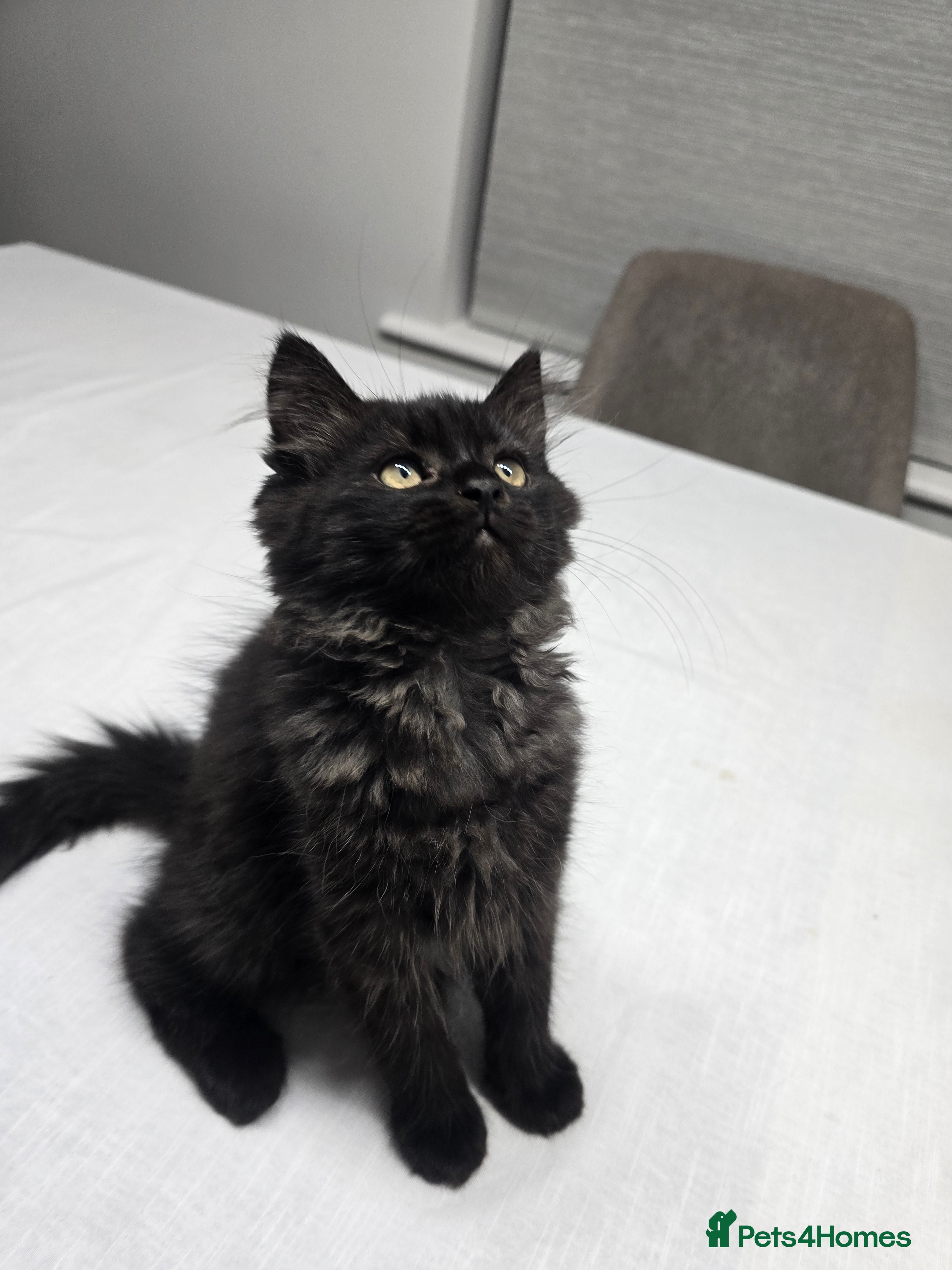 Persian cats Gorgeous and unique Persian kitten- Ready to leave - Advert 1