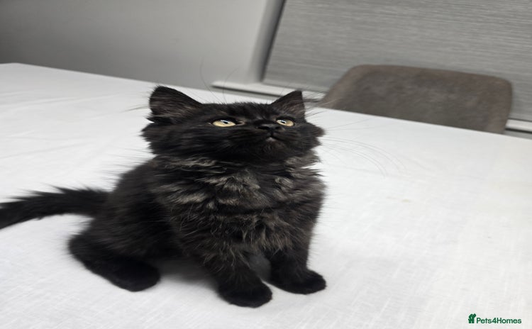 Persian cats Gorgeous half Persian kitten - Advert 2