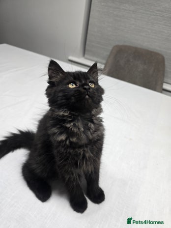 Persian cats Gorgeous and unique Persian kitten - Advert 1