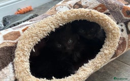 Russian Blue cats for sale: Russian Blue x Ragdoll Kittens - Image 10