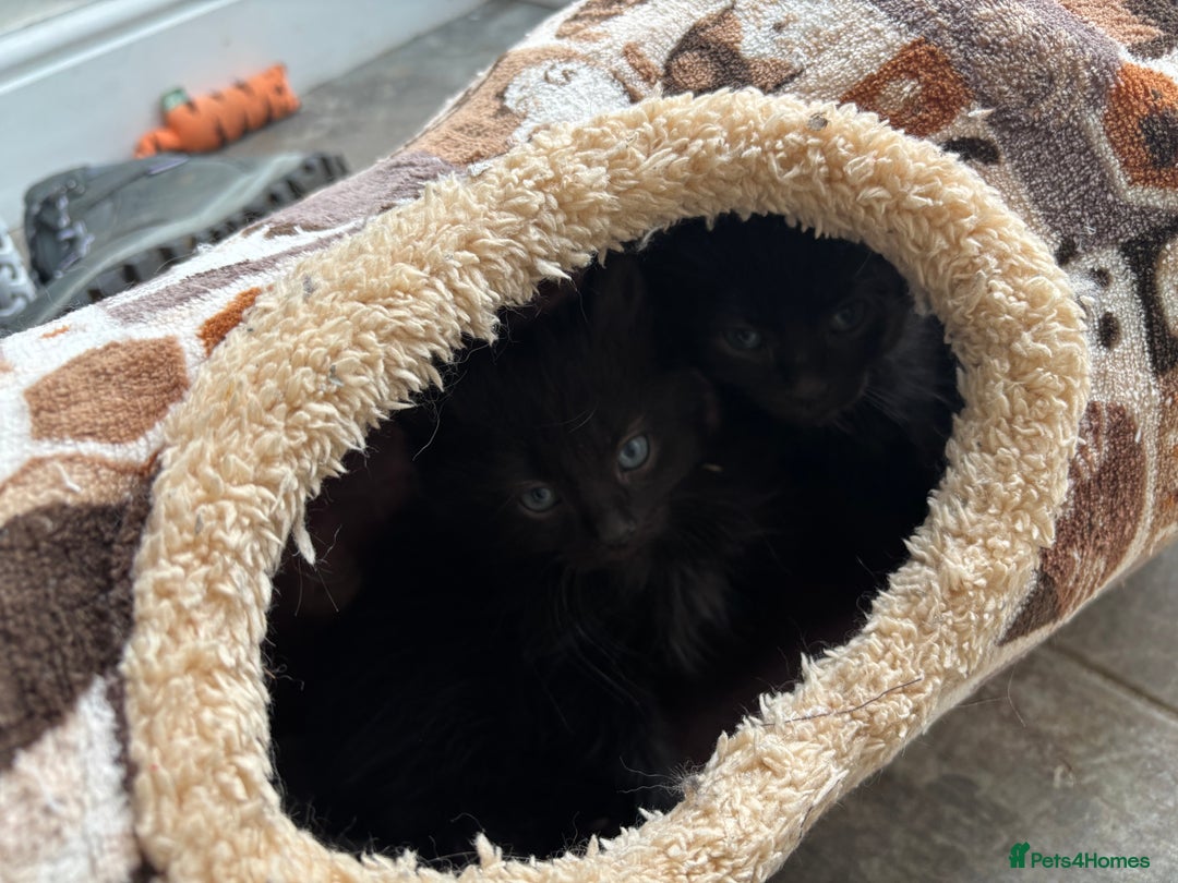 Russian Blue cats for sale: Russian Blue x Ragdoll Kittens - Image 10