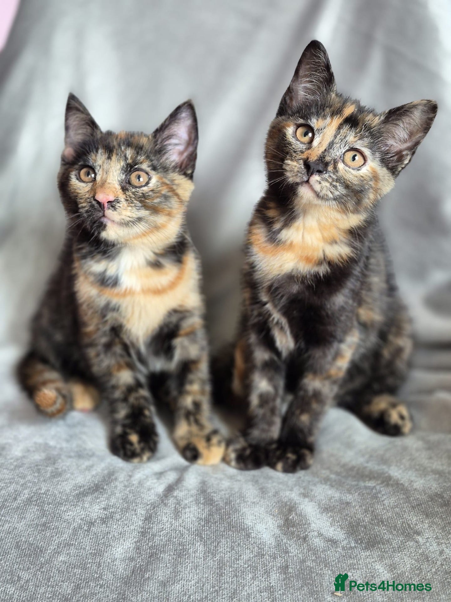 Mixed Breed cats 6 month kittens for sale - Advert 2