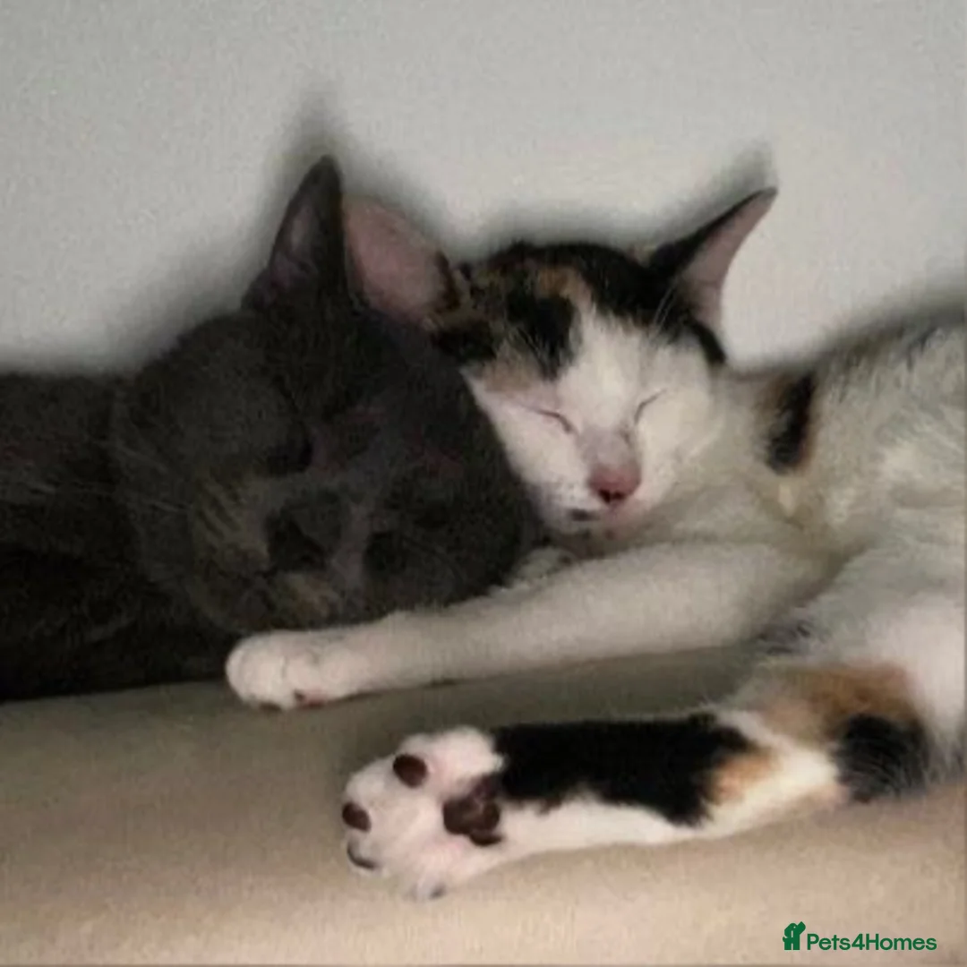 British Shorthair cats for sale: Lovely blue BSH pet for sale  - Advert 5
