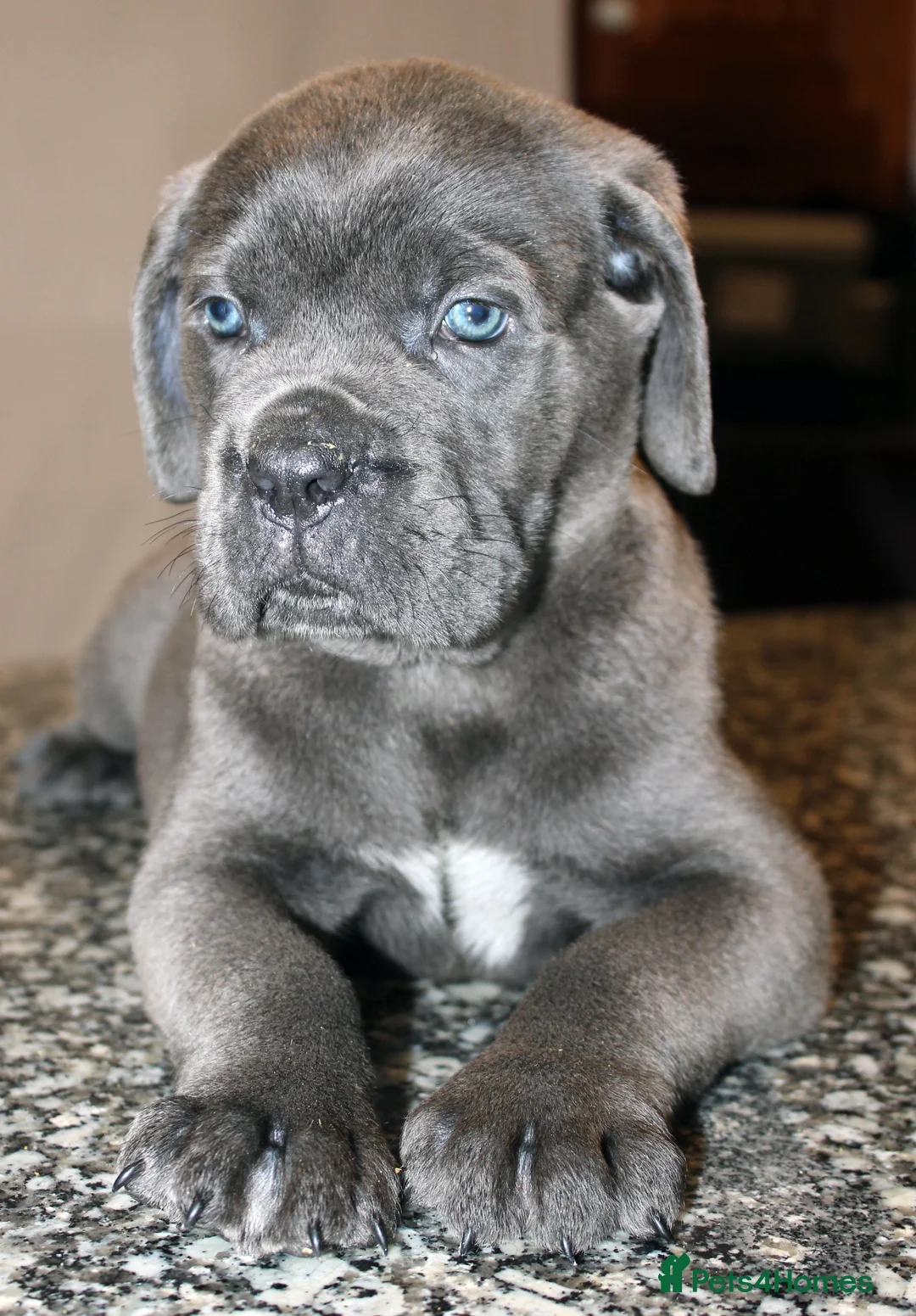 Cane Corso dogs for sale: PRICE DOWN, 1 BOY 2 GIRLS LEFT - Advert 27