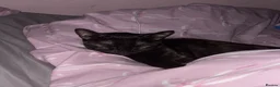 Mixed Breed cats for sale: Maebelle  - Advert 9