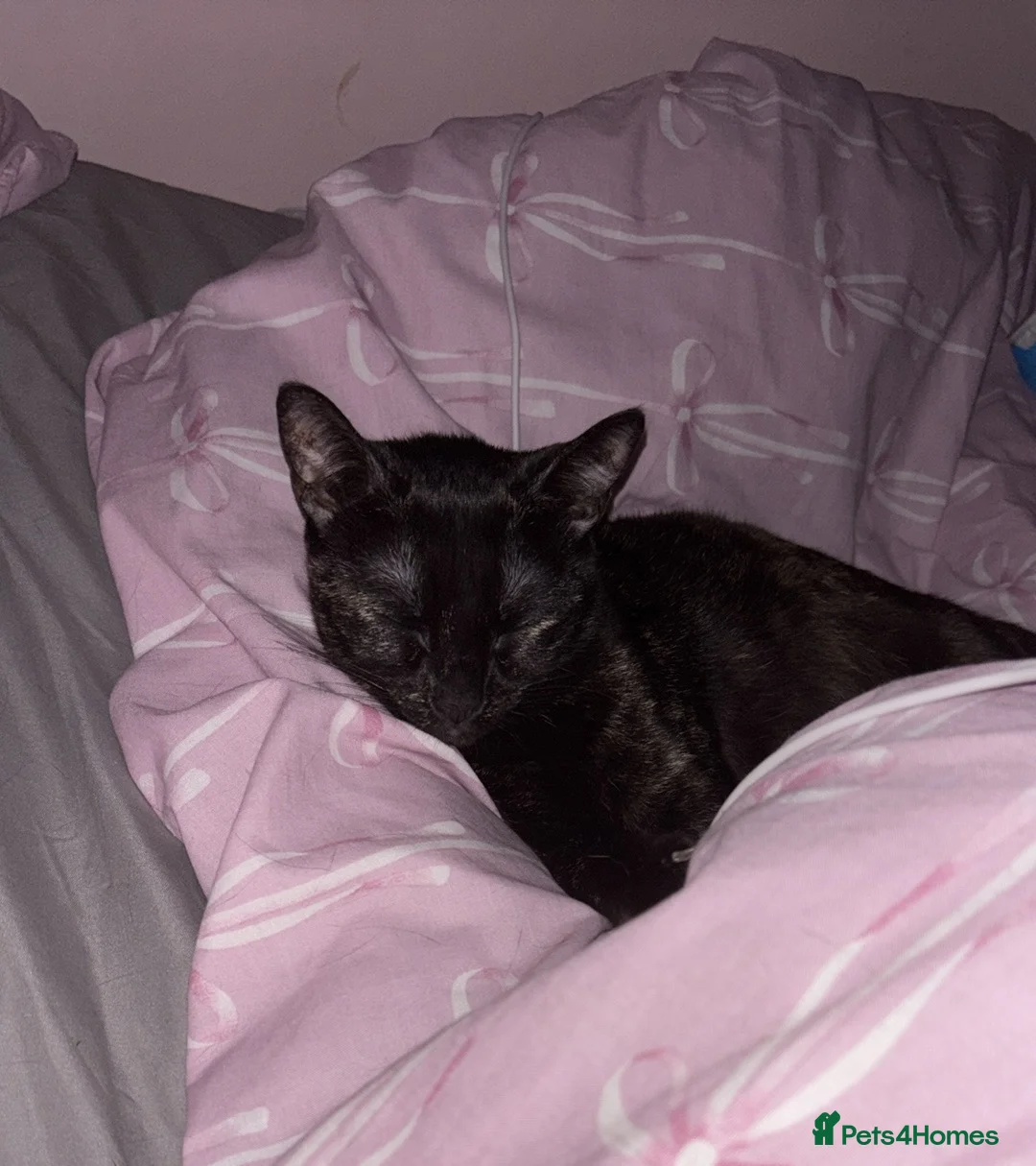 Mixed Breed cats for sale: Maebelle  - Advert 9