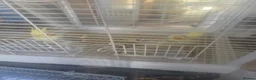 Cockatiels birds for sale: Fully grown cockatiels pair in Oldham - Advert 8