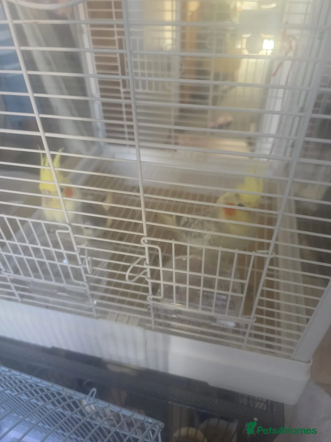 Cockatiels birds for sale: Fully grown cockatiels pair in Oldham - Advert 8