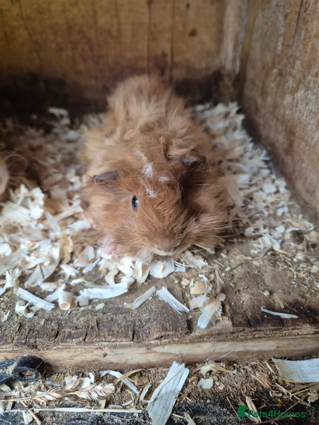 Guinea Pig rodents for sale: Funky boys  - Advert 2