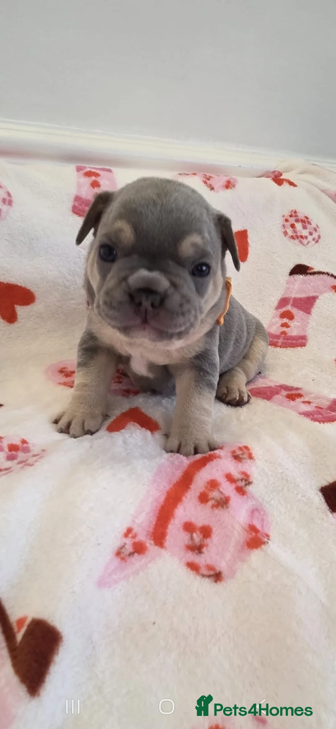 French Bulldog dogs for sale: Beautiful Frenchie puppies - Advert 5