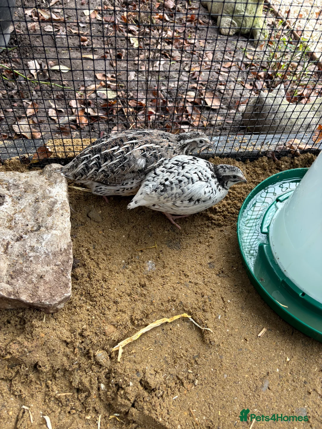 Quail poultry for sale: 11 coturnix quails 10 girls 1 boys.  - Advert 3