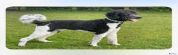 Standard Poodle dogs for sale: Standard Poodle x St Berdoodle  - Advert 17
