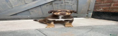 Mixed Breed Puppy 1