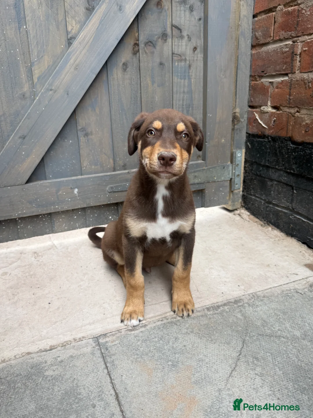 Mixed Breed dogs for sale: Dobermann x husky puppies - Advert 2