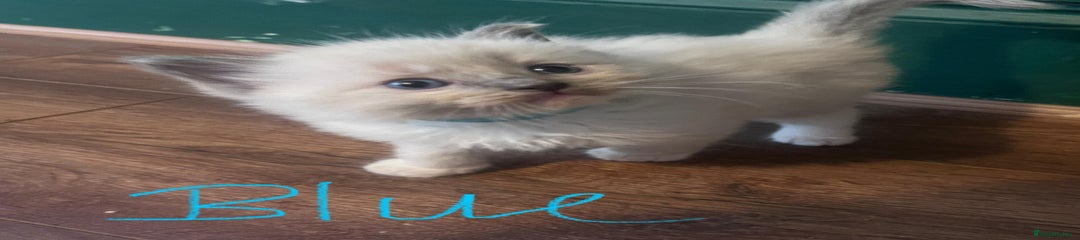 Blue collar kitten is a Blue Point male