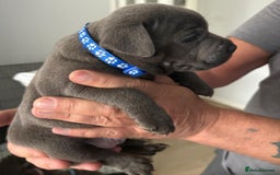 Staffordshire Bull Terrier dogs for sale: Staffordshire bull terrior - Image 4