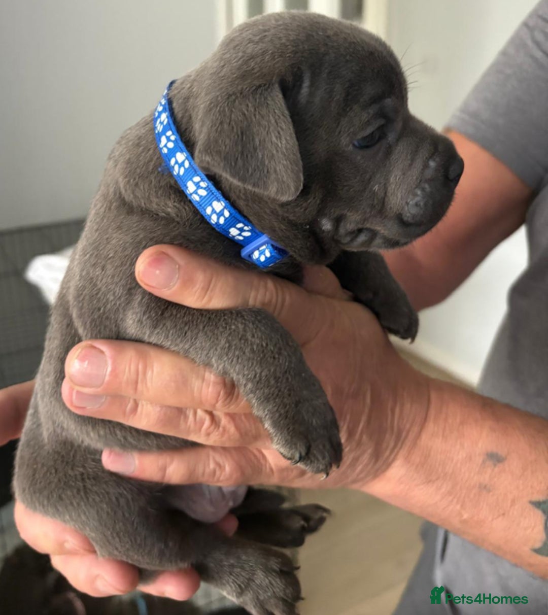 Staffordshire Bull Terrier dogs for sale: Staffordshire bull terrior - Image 4