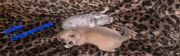 Chiweenie dogs for sale: Chiweenie boys - Advert 4