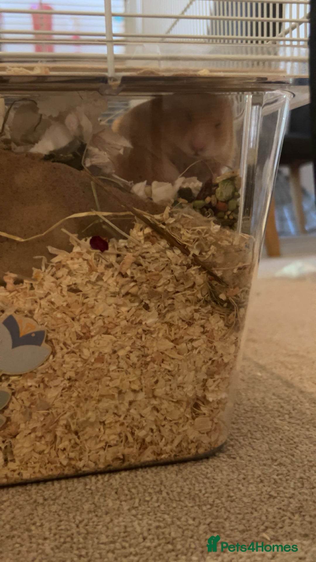 Hamster rodents for sale: Golden Syrian Hamster- Price includes everything! - Advert 5