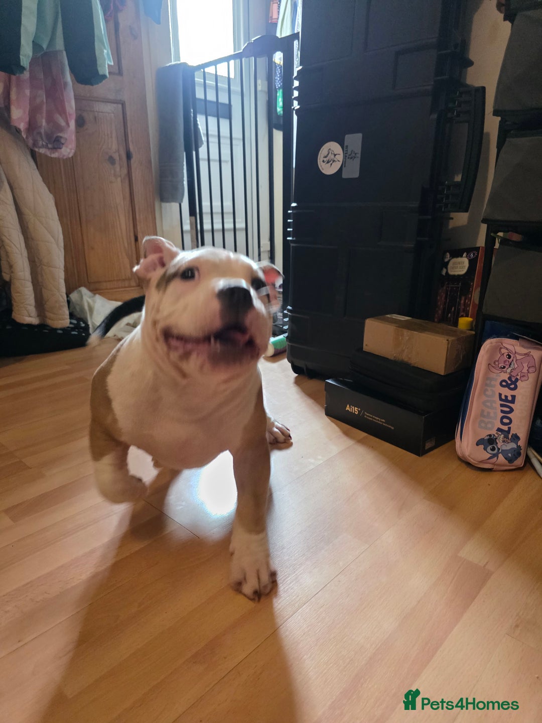 American Bully dogs for sale: 2 Male Abkc Reg Pocket Bully's G'Pups GRCH MrBean - Advert 3