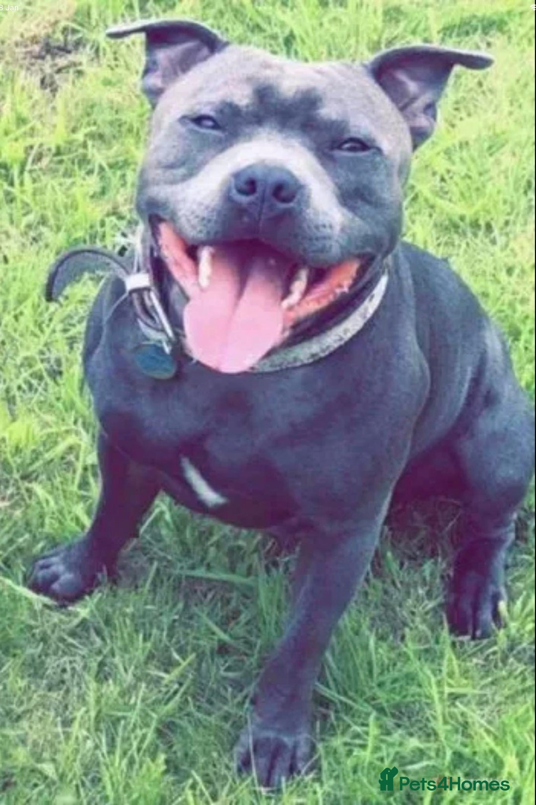 Staffordshire Bull Terrier dogs for stud: PROVEN KC REGISTERED STAFFORDSHIRE BULL TERRIER in Bradford - Advert 4