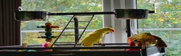 Ringnecks birds for sale: Beautiful yellow Ringneck parrot (kevin) - Advert 6