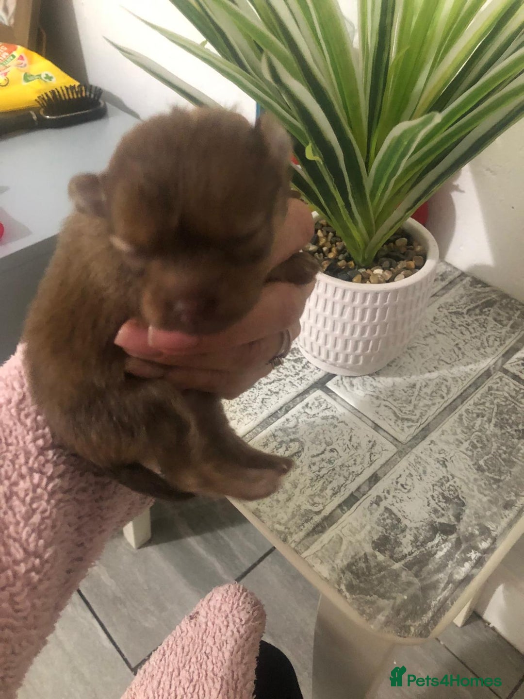 Pomeranian dogs for sale: Pomeranian Puppies  - Image 4