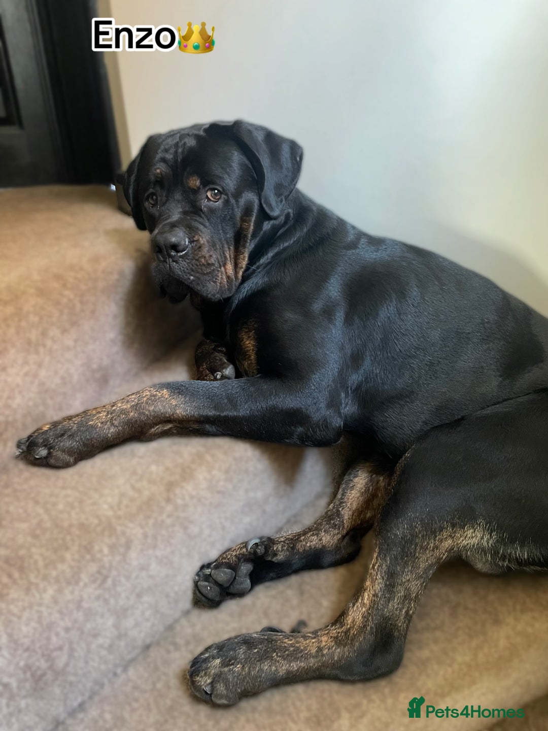 Mixed Breed dogs for sale: Rottweiler x cane Corso 15 months old  - Advert 1