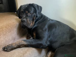 Mixed Breed dogs Rottweiler x cane Corso 15 months old - Advert 1
