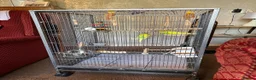 Budgerigars birds for sale: 2 Budgies and their full cage  - Advert 5