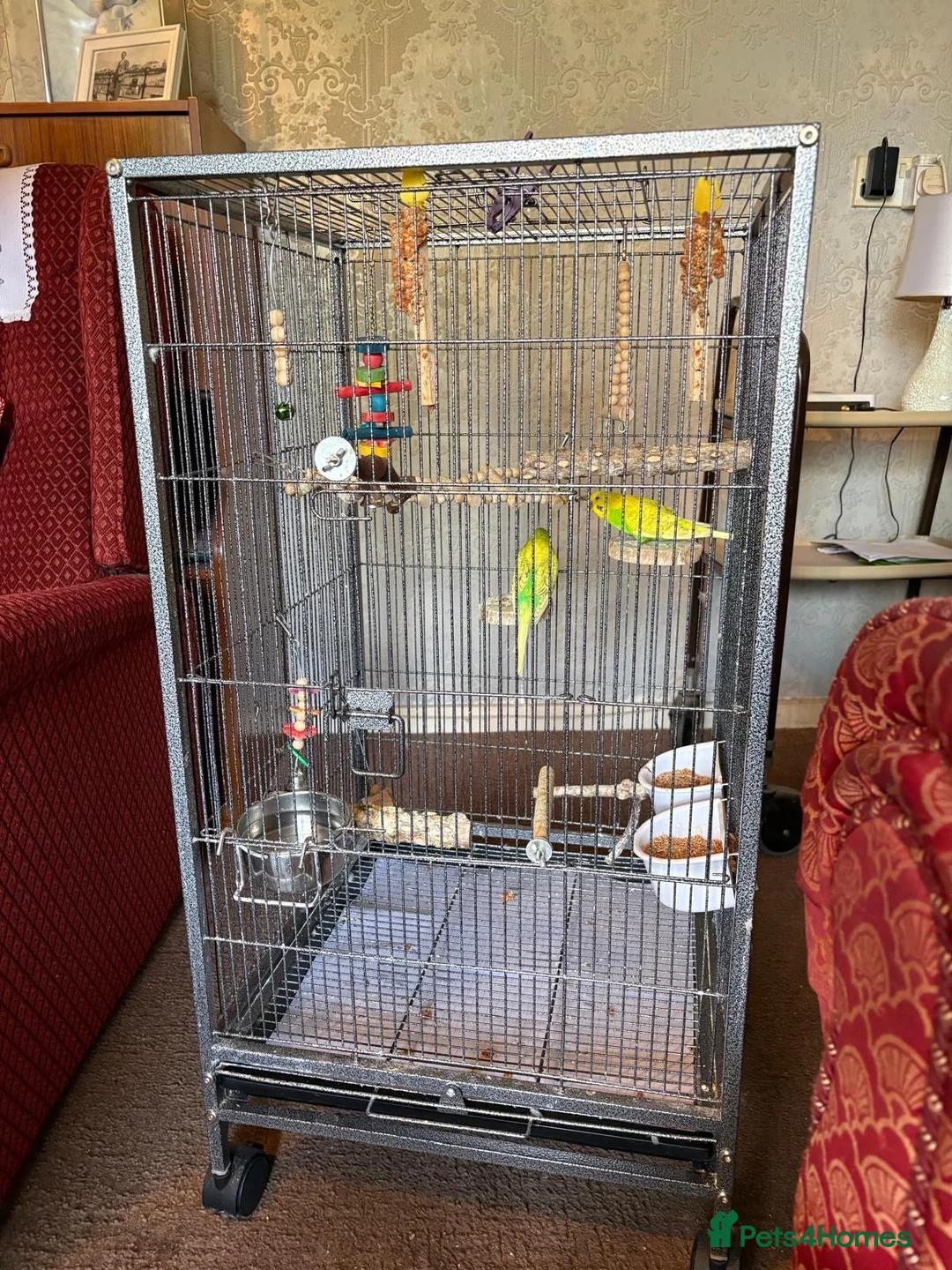 Budgerigars birds for sale: 2 Budgies and their full cage  - Advert 5