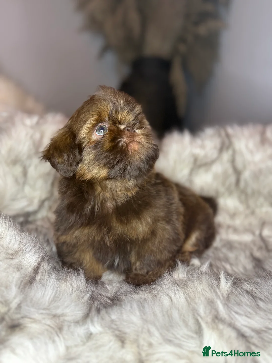 Shih Tzu dogs for sale: Last imperial shihtzu boy 🐻 real life teddy bear  - Advert 7