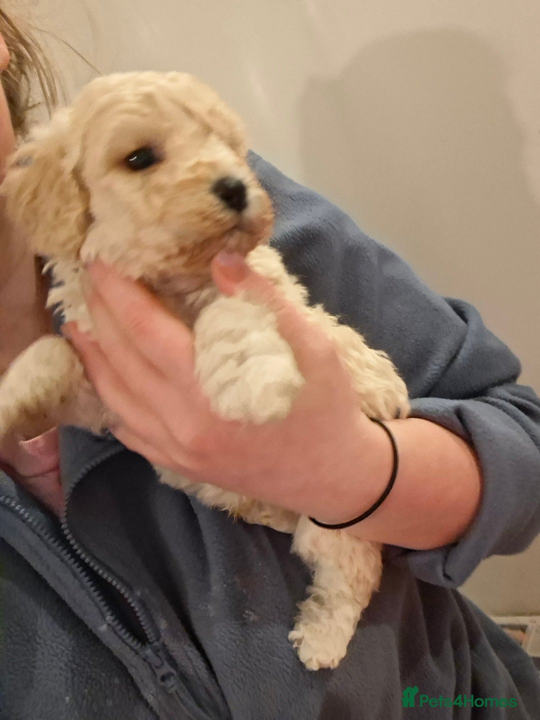 Poochon dogs for sale: Beautiful mini poodle x bichon frise puppies - Advert 4