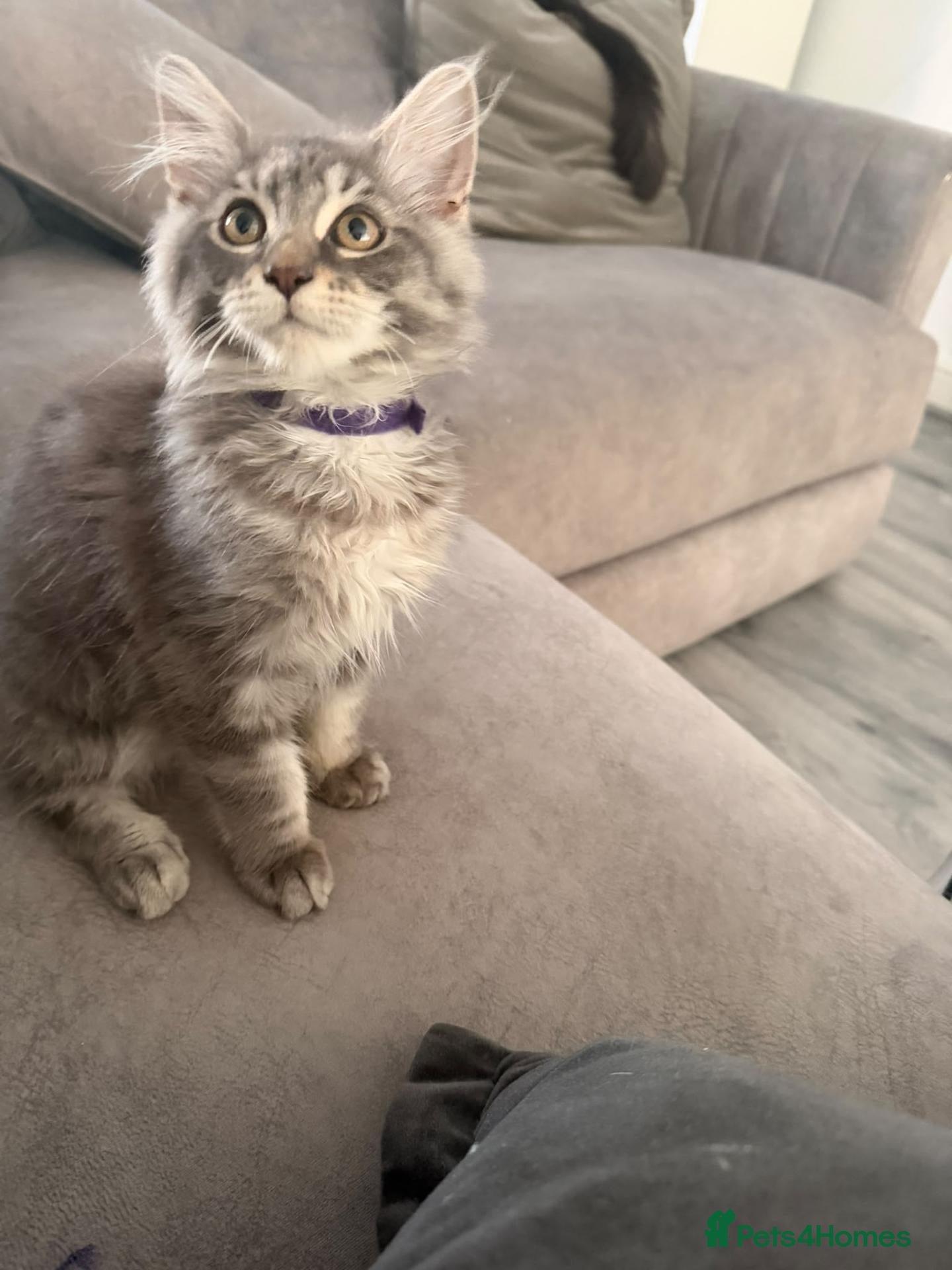Maine Coon cats Beautiful Main coon kittens  - Advert 1