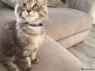 Maine Coon cats Beautiful Main coon kittens - Advert 1