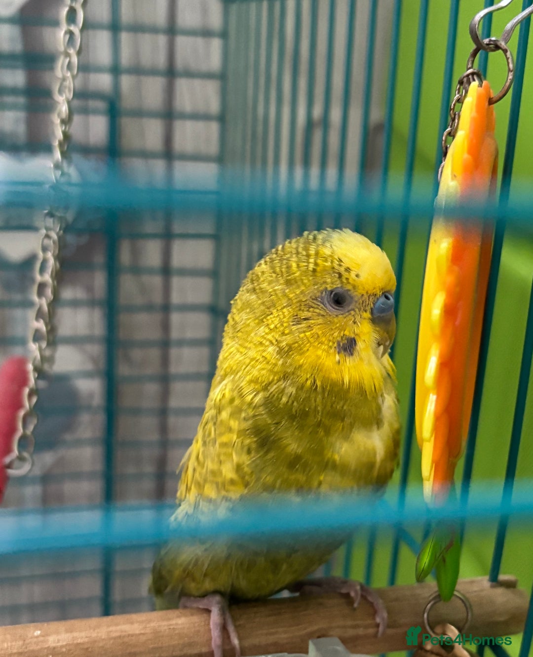 Budgerigars birds for sale: Male budgie  - Image 2