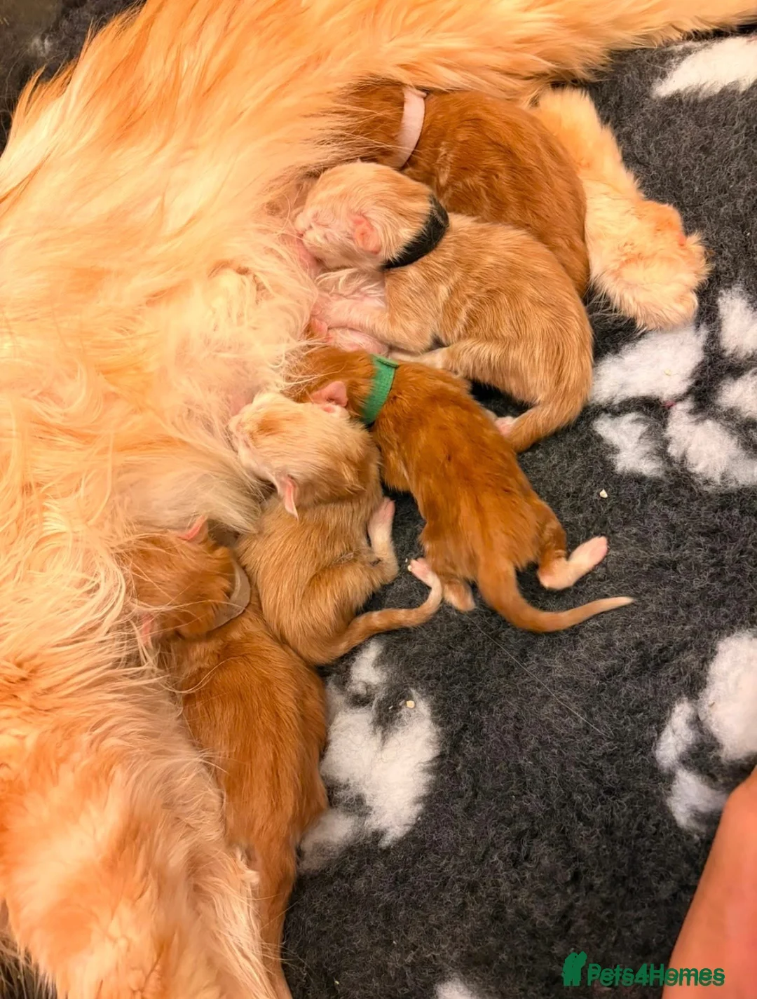 Maine Coon cats for stud: TICA Maine Coon Stud – Pedigree Lines - Advert 2