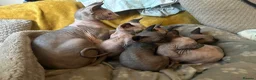 Sphynx cats for sale: Last 2 girls reduced  - Advert 18
