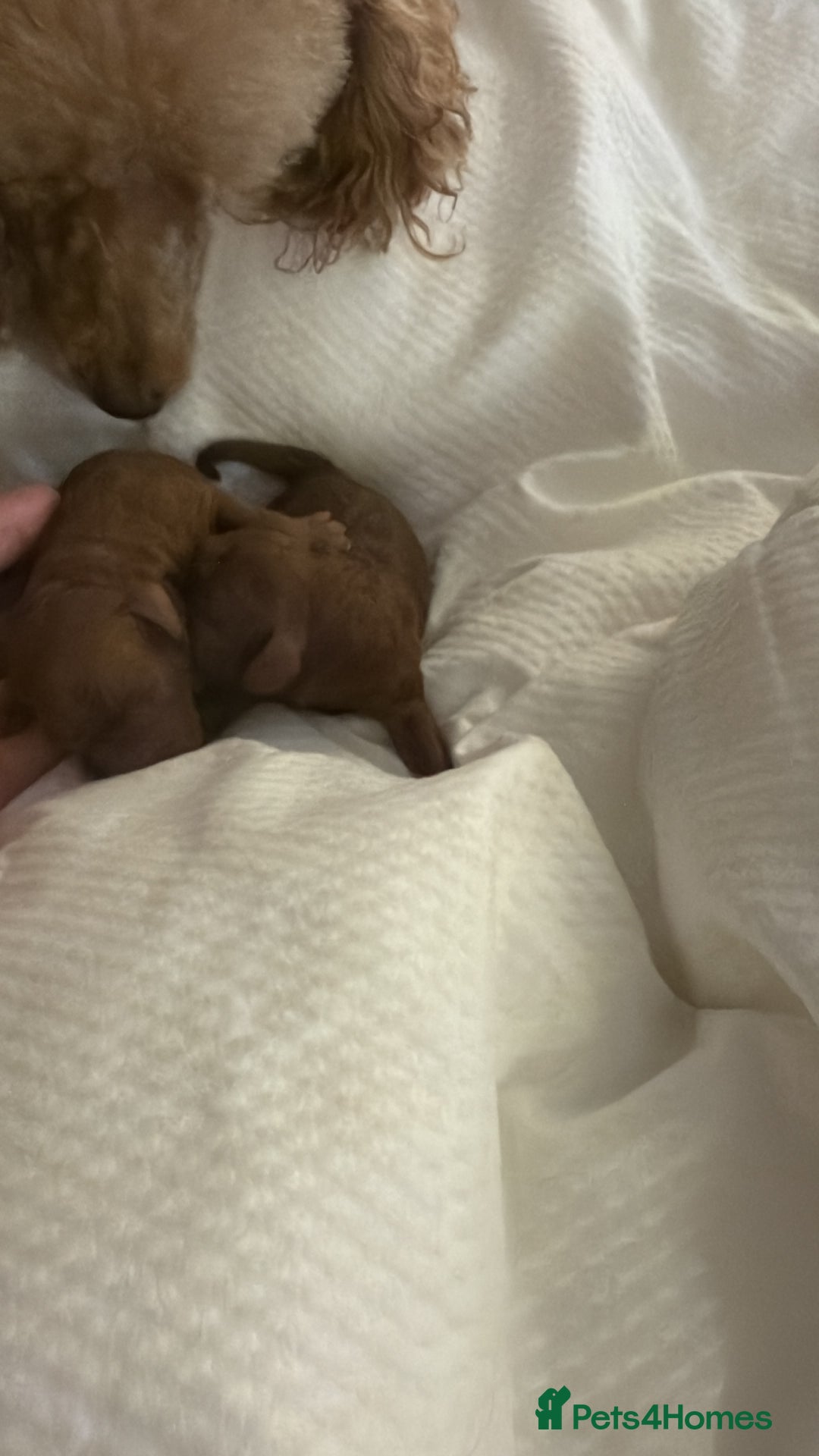 Cavapoo dogs for sale: Dark red Cavapoos ready for  the holidays. - Image 9