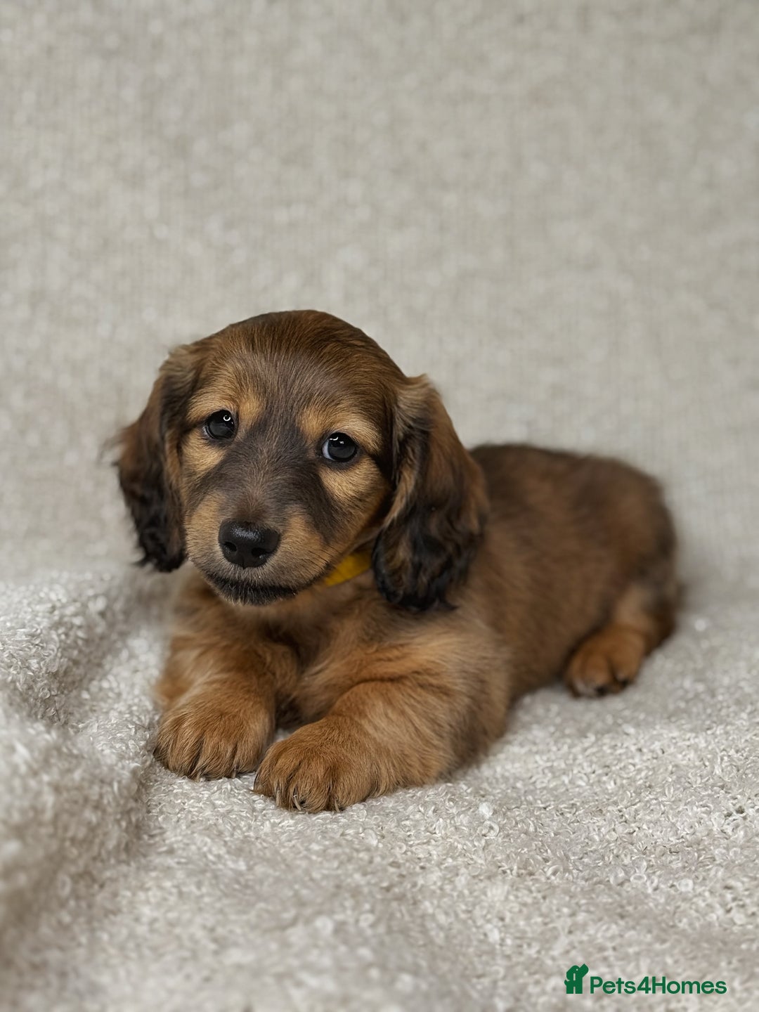 Miniature Dachshund dogs for sale: ⭐️ Miniature Long Haired Dachshund Pups ⭐  - Image 16