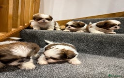 Shih Tzu dogs for sale: Summer Shihtzu Puppies - Image 18
