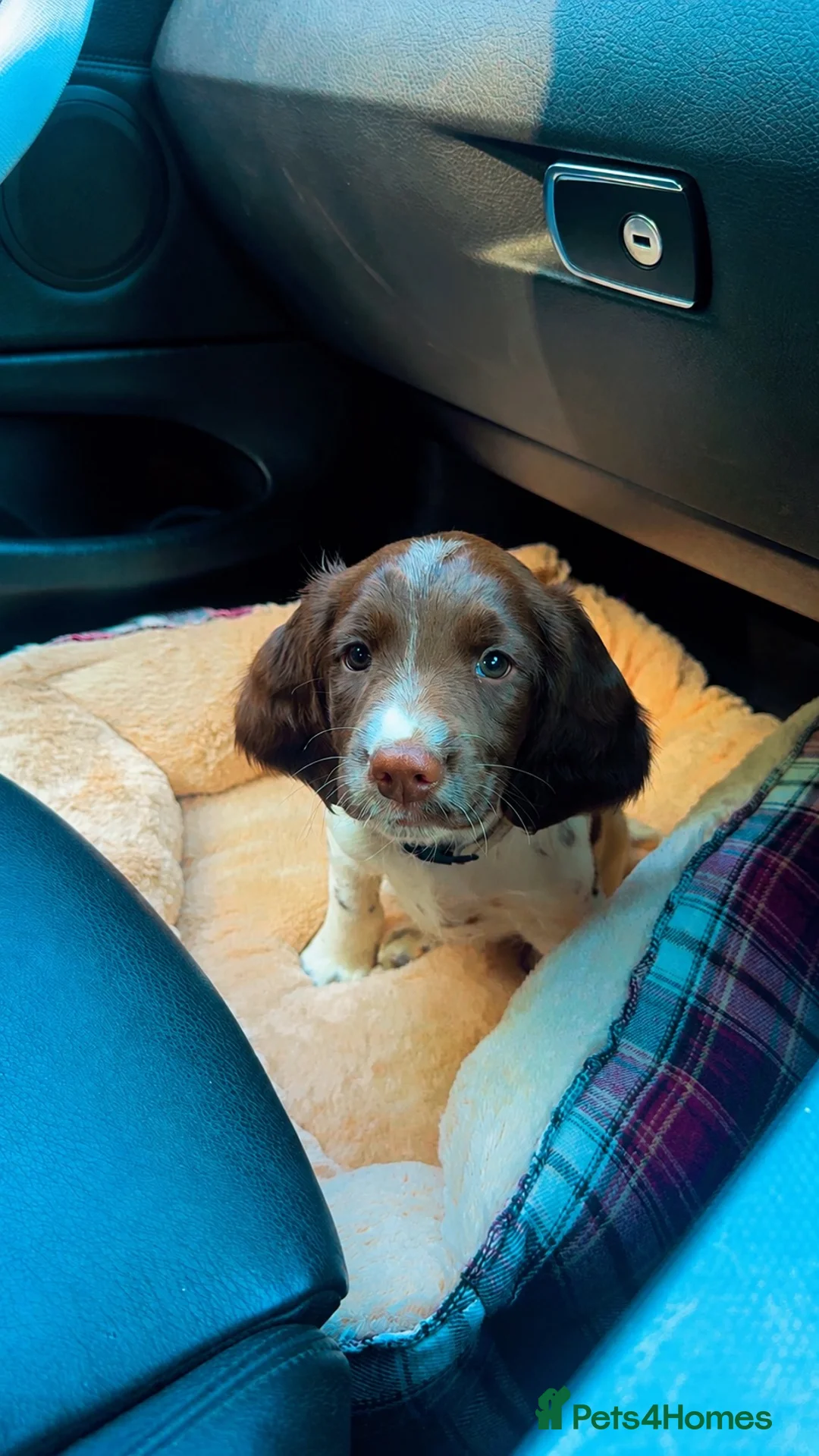 English Springer Spaniel dogs for sale: English Springer spaniel female  - Advert 7