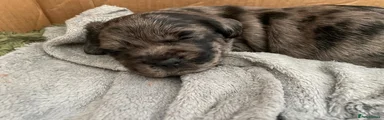 Mixed Breed Puppy 1