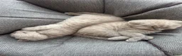 British Shorthair cats for sale: 💜 Lilac BSH Boys – Ready for Their Forever Homes in Dartford - Advert 13